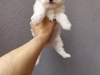 Maltese Yavrularımız