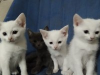 3 aylık british mavi göz erkek