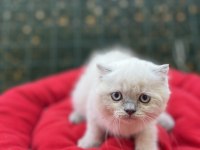 Biblo scottish fold blue point yavrular
