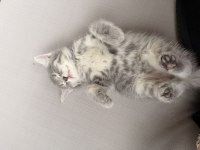 British Longhair 55 Günlük