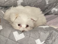 Maltese terrier acil sahiplendirilir