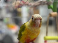 Satılık el besleme full evcil pineapple conure papağanı