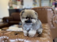 MİKRO TEA CUP ORANGE AYI SURAT POMERANİAN BOO