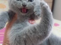 Scottish fold erkek