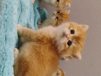 British golden shorthair yavrular