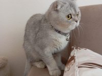Kehribar gözlü silver scottish fold kedimiz