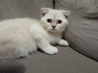 Pamuk şekerler yeni ailelerini bekliyor