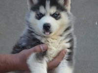 HUSKY SİBİRYA YAVRULARI