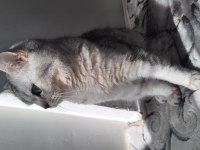 British shorthair yavrumuza ömürlük yuva arıyoruz