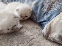 Scottish Fold Güzellikler