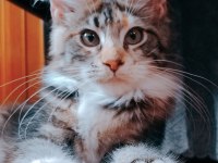 Maine coon yavrular full şecereli
