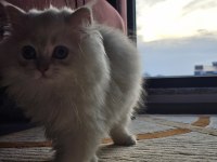 Safkan dünya tatlısı british longhair