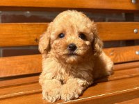 Toy poodle puppy aşılı ev ortamından