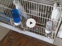 2 yaşında albino heavy 3 yavrulu takım sultan