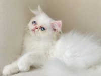 Exotic longhair kalıcı mavi göz