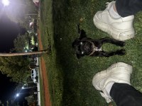 10 aylık erkek pug