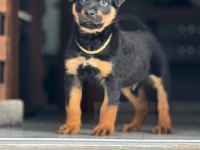 Efsanevi rottweiler yavrular dişi ve erkek