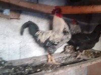 Kesimlik beslemelik köy horozu