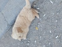 Gülen yüz golden retriever yavrumuz