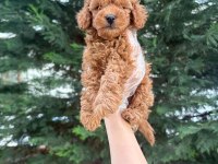 Tuvalet eğitimine uygun akıllı poodle yavrular