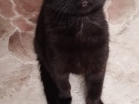 Scottish fold yavruları acil yuva