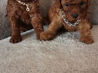 Toy poodle erkek yavrular