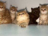 British Shorthair Ve Longhair Yavrular
