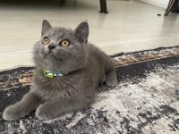British shorthair dişi