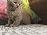 British shorthair beyaz ve lilac bebeklerime yuva arıyorum