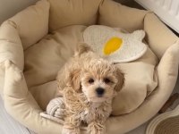 Sevimlilikte Sınır Tanımayan Maltipoo Yavruları