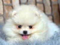Ayı Surat pomeranian boo