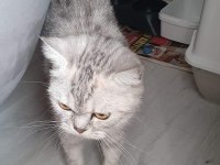 11 Aylık Dişi Sağlıklı British Longhair