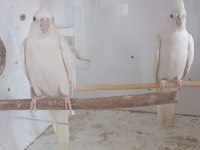 Uysal beyaz sultan papağanı