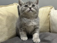 TABBY BRİTİSH SHORTHAİR