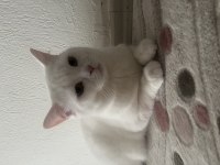 Çok uysal ve sakin british shorthair