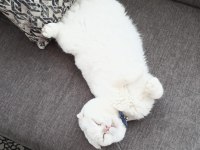 1.5 yaşında yakışıklı scottish fold oğlumu veriyorum