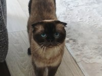 Anne ve Oğul kediler yeni yuva arıyorlar
