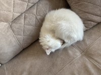 Chinchilla 1 yaşında kedimiz
