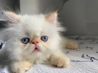 Fıstıklı iran kedisi lokumlar
