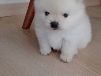 Evimizin Kızının Pomeranian Bebekleri
