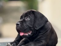 Orjinal Safkan garantili dev Cane Corso yavruları