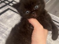 British Shorthair Yavrular