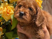 Sevimli Maltipoo yavrularımız