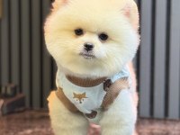 AYICIK POMERANİAN BOO