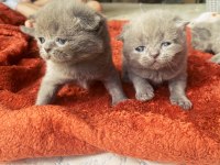 scottish fold kırık kulaktır dişi ve erkek