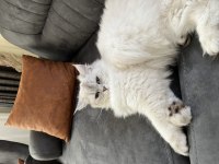 Dişi british longhair kedime eş arıyorum