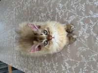 British Longhair NY25 erkek yavrumuza yuva arıyoruz.