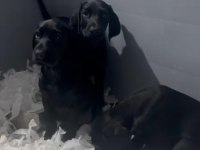 BLACK KİNG DOBERMAN