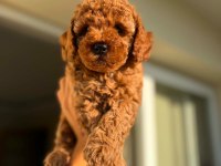 Safkan Dünya Tatlısı Red Toy Poodle Yavrular