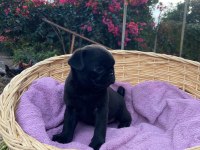 PUG MOPS Yavrularımız